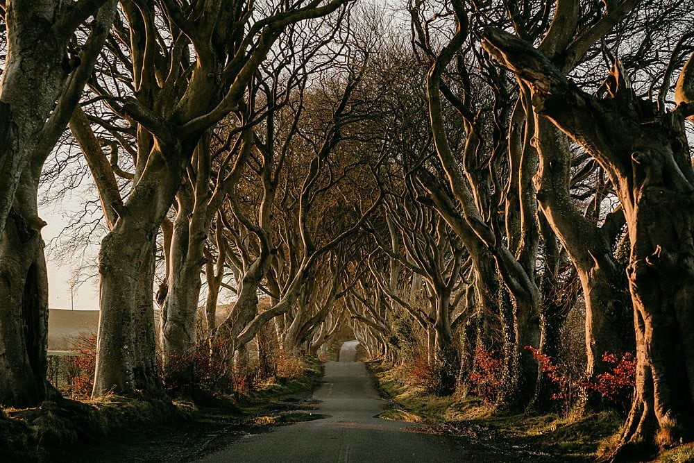 things to do in Northern Ireland on your honeymoon. The Dark Hedges 